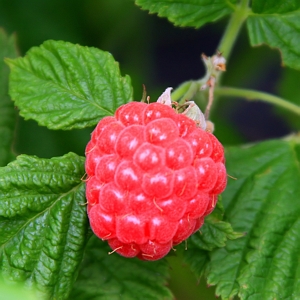 Bushel and Berry Raspberry Shortcakes